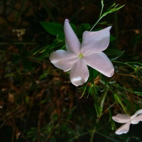 Jasminum officinale Bloem