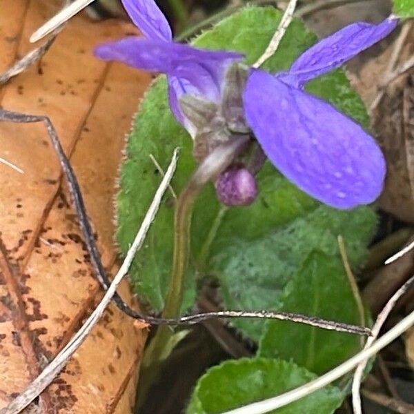 Viola hirta ᱵᱟᱦᱟ