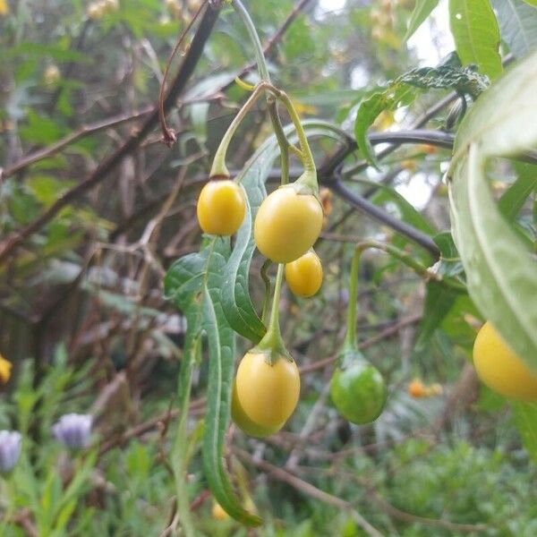 Solanum aviculare Плод