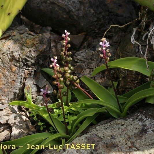 Scilla haemorrhoidalis عادت