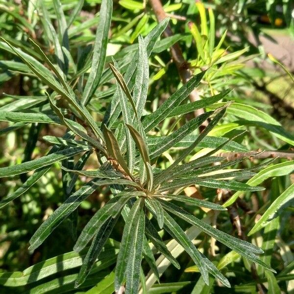 Hippophae rhamnoides Leaf