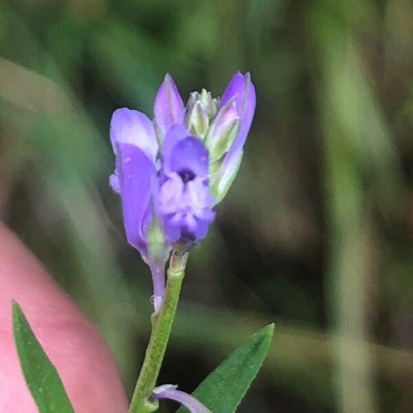 Polygala serpyllifolia Flower