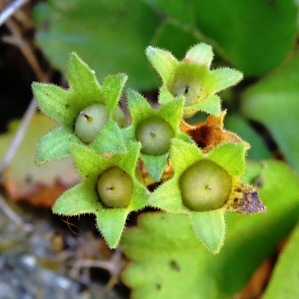 Primula hirsuta Plod