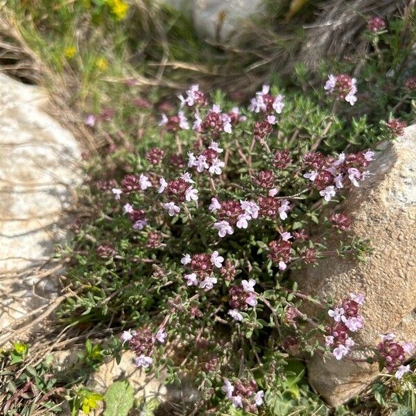 Thymus algeriensis Blomma