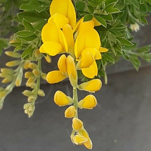 Genista canariensis Flor