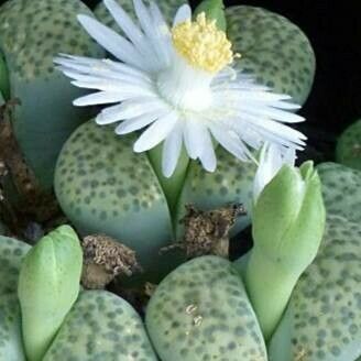 Lithops fulviceps 花