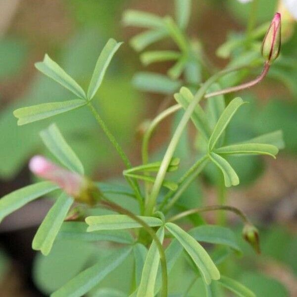 Oxalis goniorhiza 葉