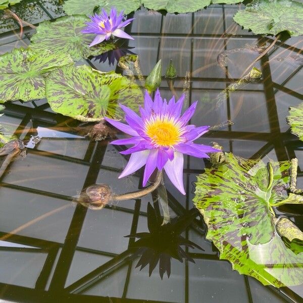 Nymphaea nouchali 花