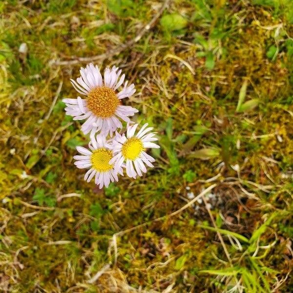 Erigeron glabellus Žiedas