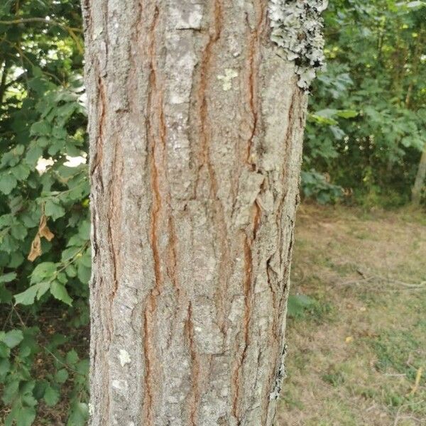 Koelreuteria paniculata 樹皮