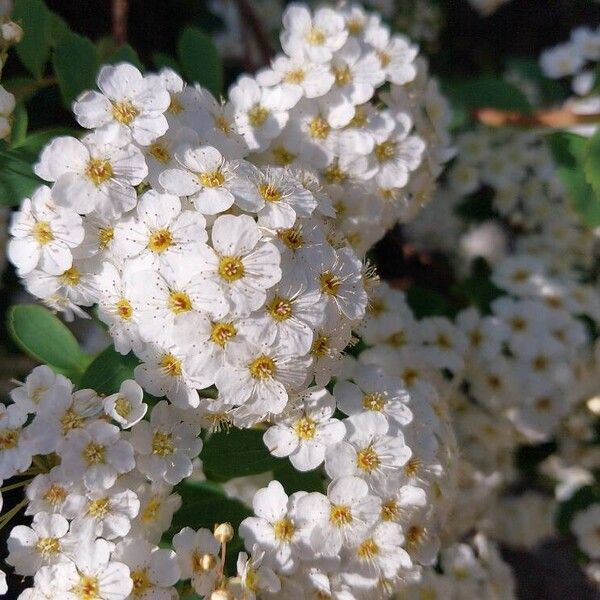 Spiraea chamaedryfolia Floro