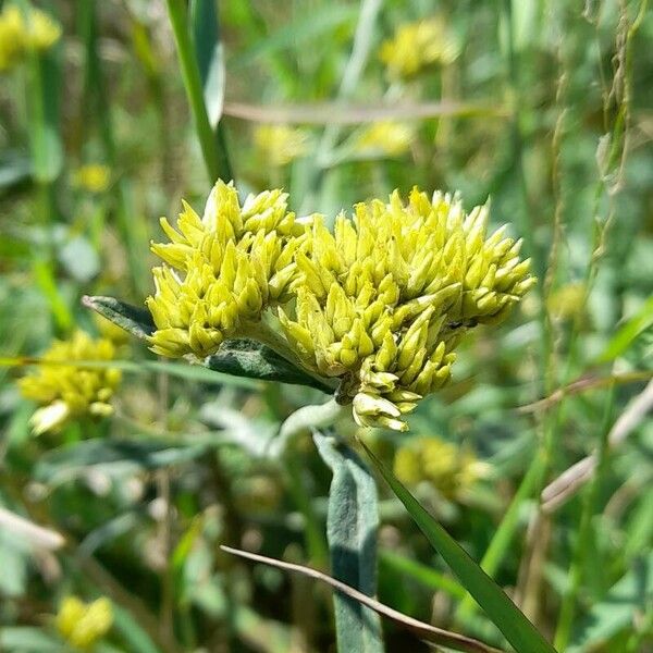 Achyrocline saturejoides Flower