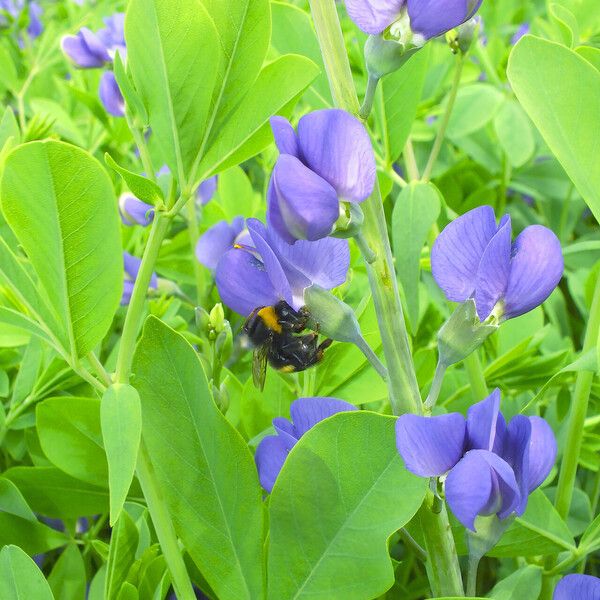 Baptisia australis Blomst