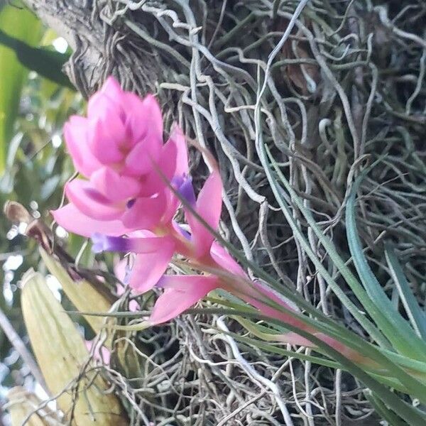 Tillandsia stricta Blomst