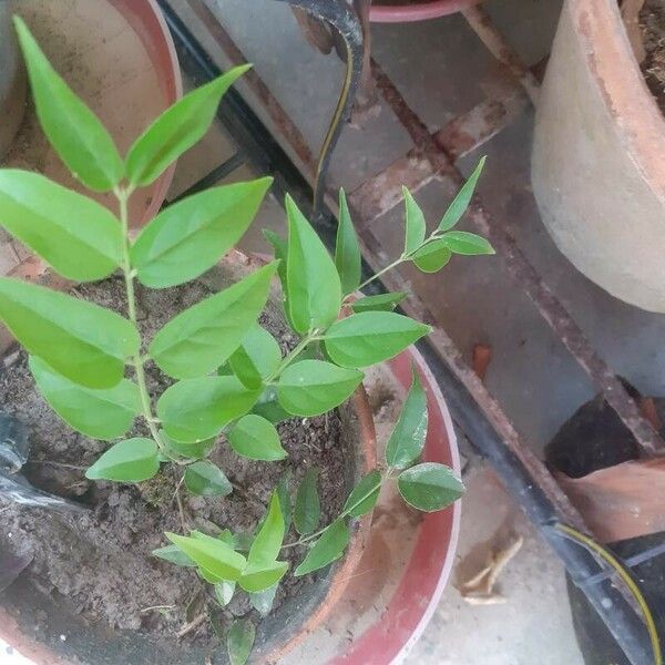 Jasminum multiflorum Blad