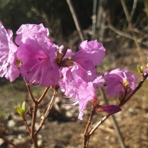 Rhododendron dauricum ᱵᱟᱦᱟ