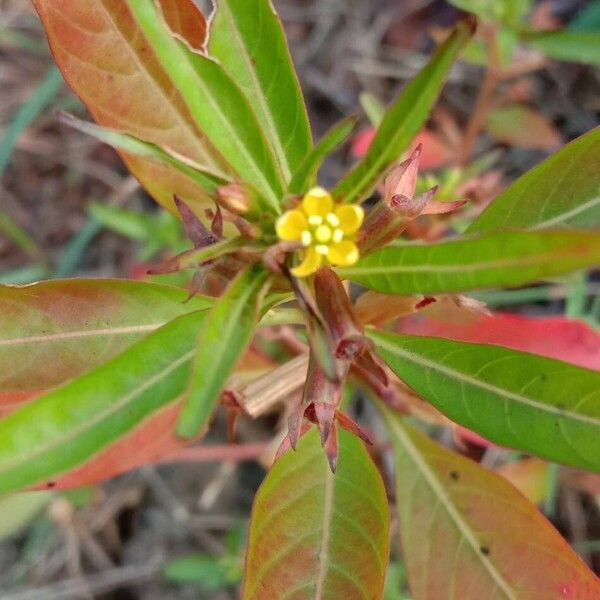 Ludwigia hyssopifolia Kvet