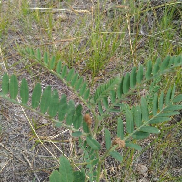 Astragalus canadensis Feuille