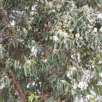 Eucalyptus globulus عادت داشتن
