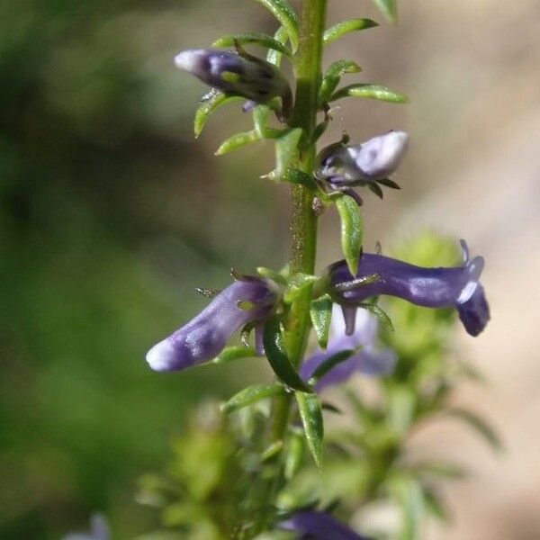 Anarrhinum bellidifolium Fleur