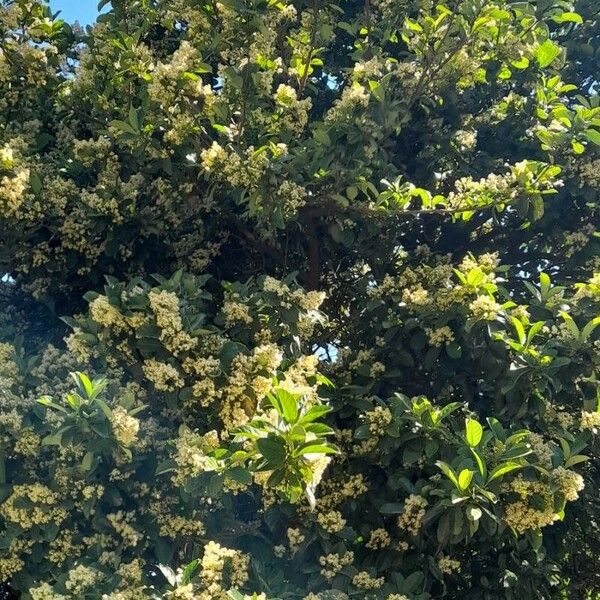 Viburnum odoratissimum Habitatea