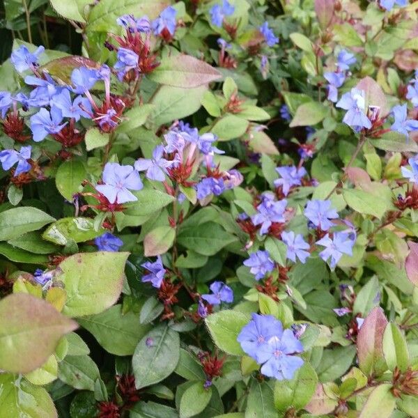 Ceratostigma plumbaginoides Fiore