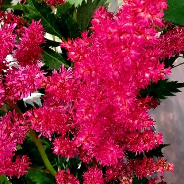 Astilbe japonica Blüte