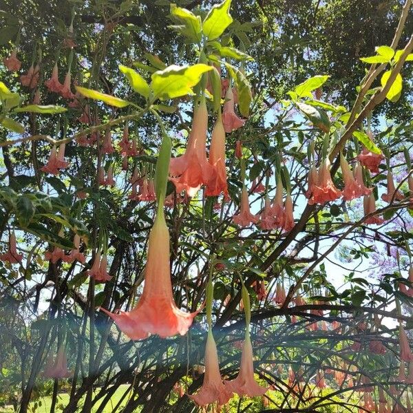 Brugmansia versicolor Flower