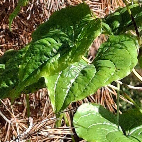 Dioscorea communis Лист