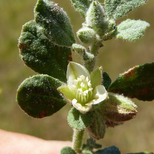 Glinus lotoides Flower