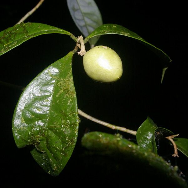 Daphnopsis hammelii