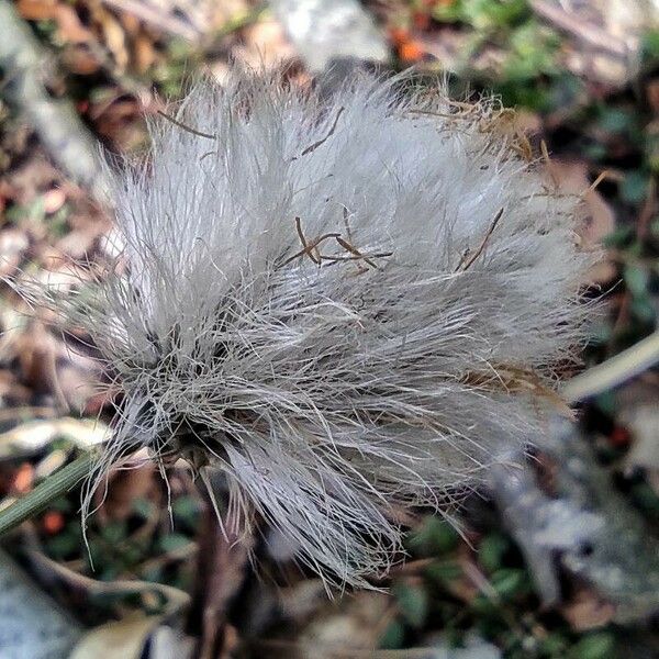 Eriophorum vaginatum फल