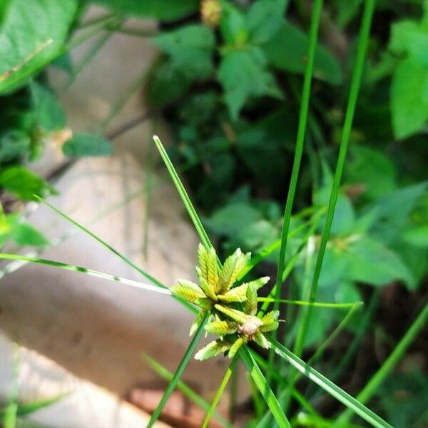 Cyperus compressus Leaf