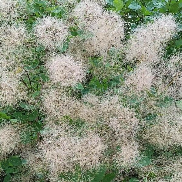 Cotinus coggygria Lorea