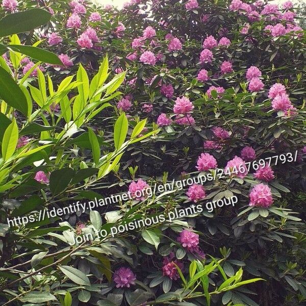 Rhododendron catawbiense Cvet