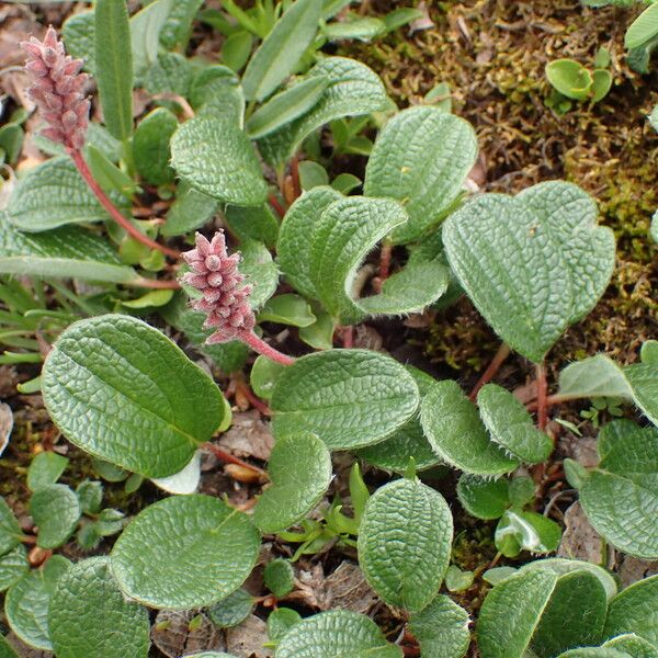 Salix reticulata Frunză