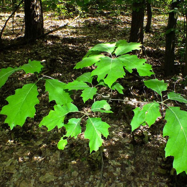 Quercus rubra Habitat