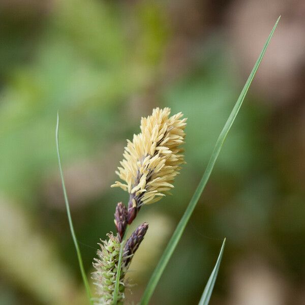 Carex flacca Кветка