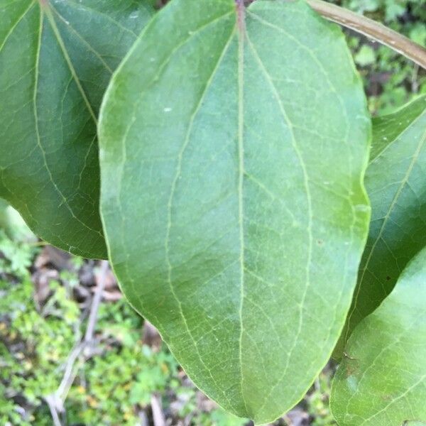 Coriaria ruscifolia Лист