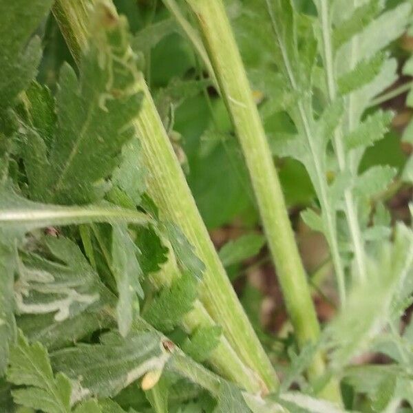 Achillea filipendulina 樹皮