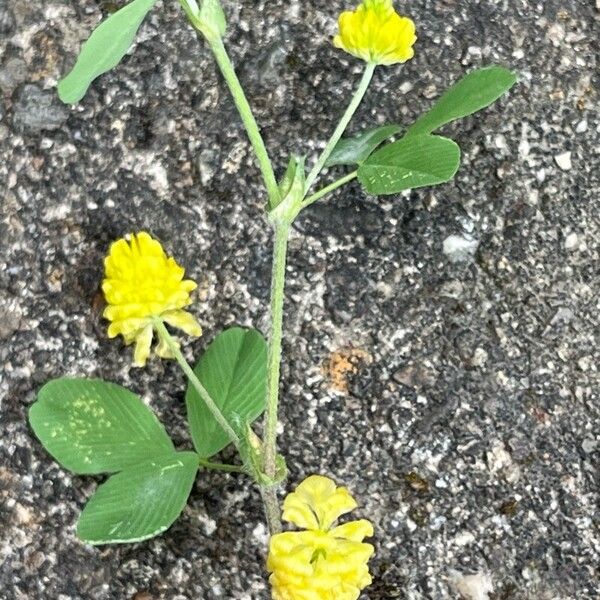 Trifolium campestre Flower