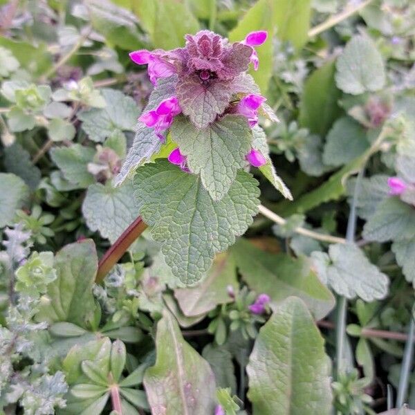 Lamium hybridum Λουλούδι