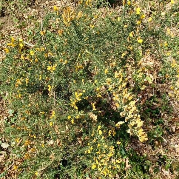 Ulex europaeus 花