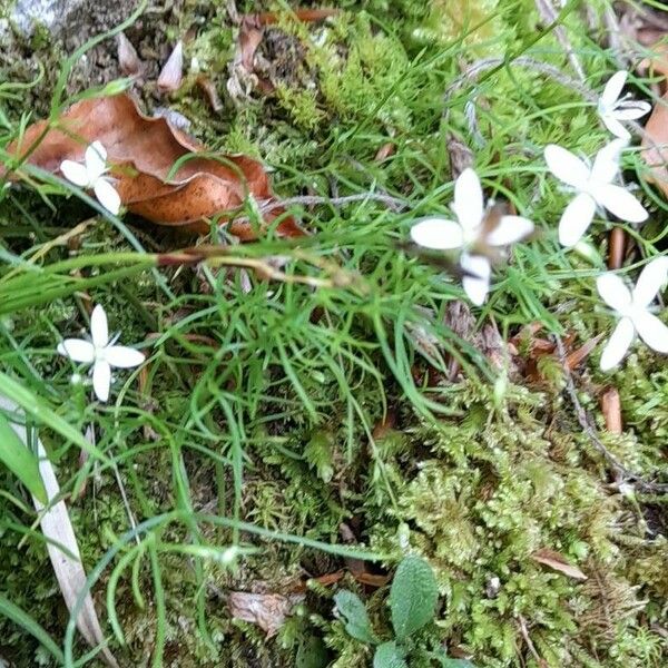 Moehringia muscosa Habit