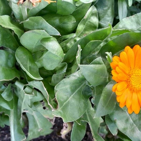 Calendula officinalis Hábito