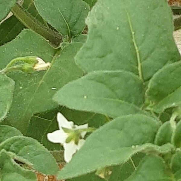 Solanum villosum Blad