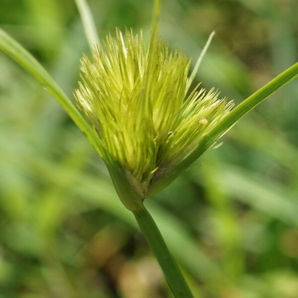 Carex bohemica Blomst