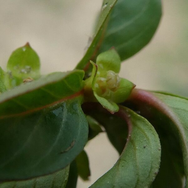 Ludwigia palustris Leaf
