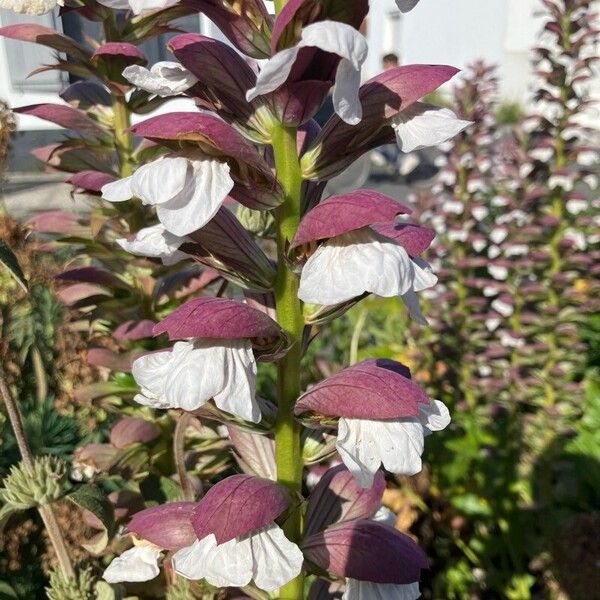 Acanthus spinosus Кветка