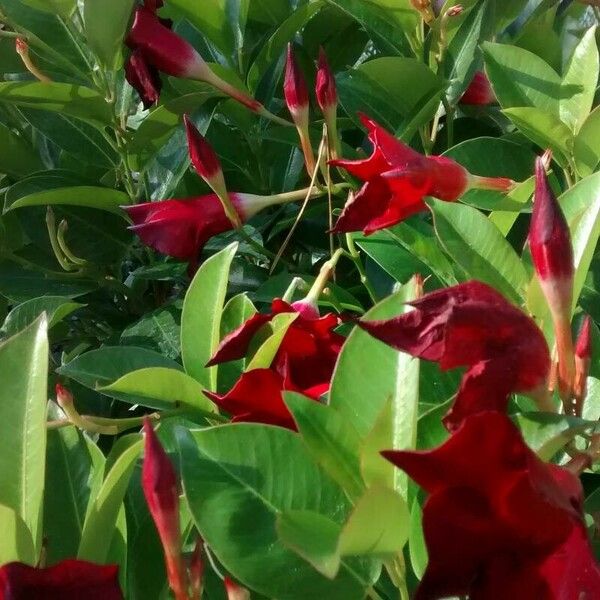 Mandevilla sanderi Fiore